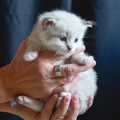 ragdoll kitten